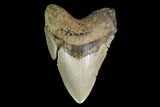 Fossil Megalodon Tooth - North Carolina #147531-1